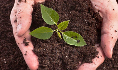 Are fertilizer and compost the same?