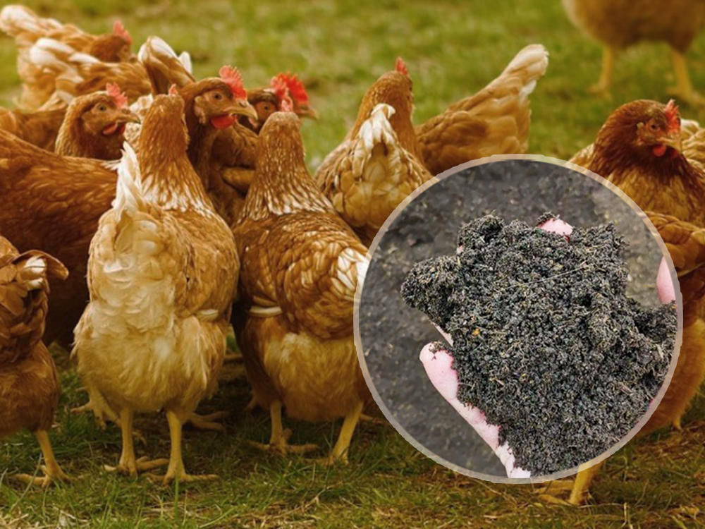 Manure uses composting equipment to produce organic fertilizer