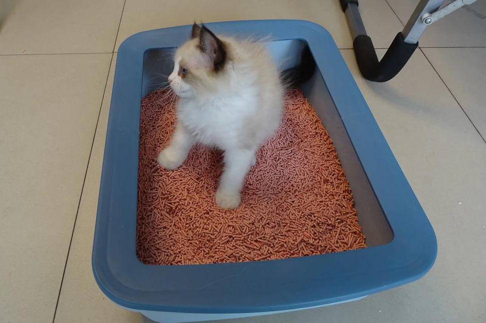 Cat Litter